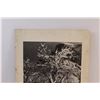 Image 2 : Ansel Adams "Snow Covered Apple Orchard" Print - 16"x20"