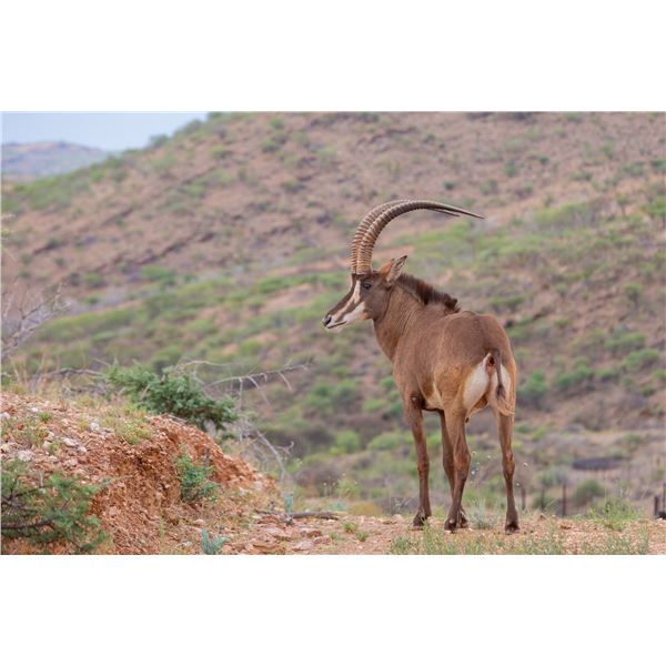 PORTSMUT: 1ST EVER! 7-Day GOLDEN Sable Hunt for One Hunter/One NH in Namibia - Includes Trophy
