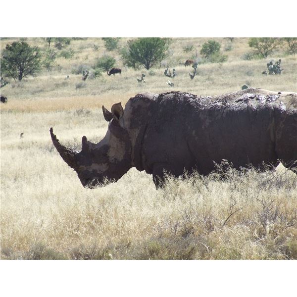 AFRICAN FIELD SPORTS: 7-Day White Rhino Hunt for One Hunter/One NH in S. Africa-Includes Trophy Fee