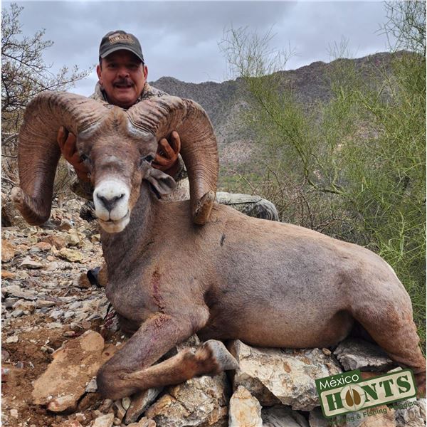 MEXICO HUNTS: 8-Day Bighorn Sheep Hunt for One Hunter/One NH in Mexico - Includes Trophy Fee