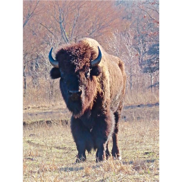 CHOCTAW LODGE: 3-Day Bison Hunt for One Hunter/One NH in Oklahoma - Includes Trophy Fee