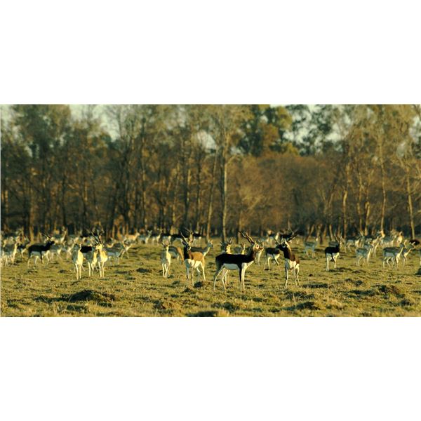 (UPDATED) RED STAG PATAGONIA: 3-Day Water Buff/Blackbuck Hunt for Two in Argentina - Incl. Trophies