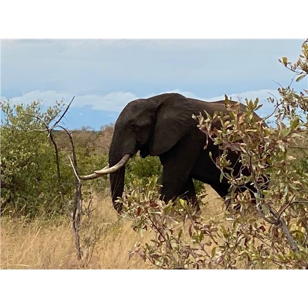 AFRICAN FIELD SPORTS:10-Day Elephant/Buff Hunt for One Hunter/One NH in Botswana - Includes Trophies