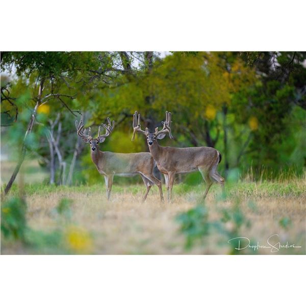 HATADA WHITETAIL: 2-Day Whitetail Hunt for One Hunter/One NH in Texas - Includes Trophy Fee