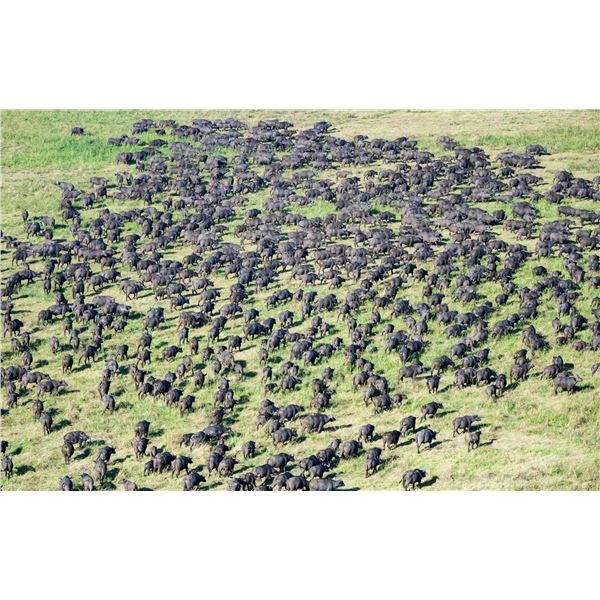 ZAMBEZE DELTA: 10-Day Cape Buffalo/Plains Game Hunt for One Hunter in Mozambique - Includes Trophies