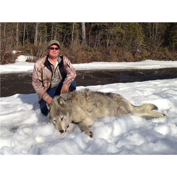 MIDNIGHT SUN: 7-Day Thermal Predator Hunt for One Hunter/One Observer in Alaska - Includes Trophies