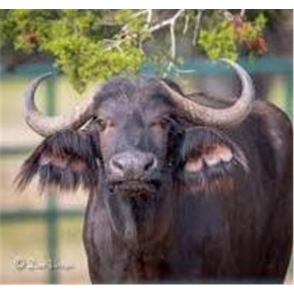 Ubathi Global Safaris