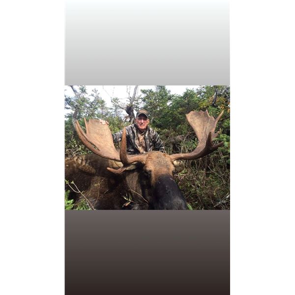 Newfoundland Canada Moose Hunt.