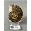 Image 1 : Ammonite Fossil. Retail Price $480.00