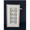 Image 1 : A Nicely Framed Lot of Cute Little Seashells. NO SHIPPING