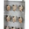 Image 2 : A Nicely Framed Lot of Cute Little Seashells. NO SHIPPING