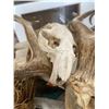 Image 4 : Assortment of Bones Antlers Horns Skulls Feathers Teeth & More