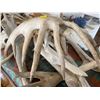 Image 5 : Assortment of Bones Antlers Horns Skulls Feathers Teeth & More