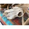 Image 6 : Assortment of Bones Antlers Horns Skulls Feathers Teeth & More