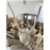 Image 7 : Assortment of Bones Antlers Horns Skulls Feathers Teeth & More