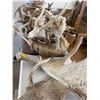 Image 8 : Assortment of Bones Antlers Horns Skulls Feathers Teeth & More