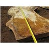 Image 8 : Mango Tree Slice Cross Section Slab 96" x 38" x 3" (Pick up Aug. 20)