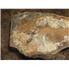 Image 2 : Mango Tree Slice Cross Section Slab 40" x 20"