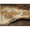 Image 3 : Mango Tree Slice Cross Section Slab 40" x 20"