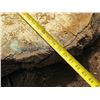 Image 8 : Mango Tree Slice Cross Section Slab 40" x 20"