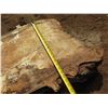 Image 9 : Mango Tree Slice Cross Section Slab 40" x 20"