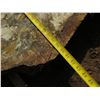 Image 8 : Mango Tree Slice Cross Section Slab 40" x 20"