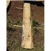 Image 1 : Norfolk Pine Tree Slice Cross Section Slab 88" x 13" x 2"