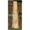 Image 2 : Norfolk Pine Tree Slice Cross Section Slab 88" x 13" x 2"