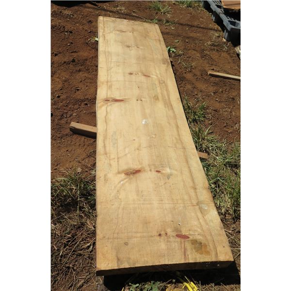 Norfolk Pine Tree Slice Cross Section Slab 81" x 21" x 2.5"