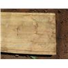 Image 4 : Norfolk Pine Tree Slice Cross Section Slab 81" x 21" x 2.5"