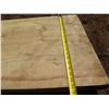 Image 8 : Norfolk Pine Tree Slice Cross Section Slab 81" x 21" x 2.5"