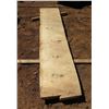 Image 1 : Norfolk Pine Tree Slice Cross Section Slab 71" x 15" x 2.5"