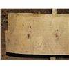 Image 2 : Norfolk Pine Tree Slice Cross Section Slab 71" x 15" x 2.5"