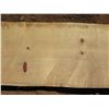 Image 3 : Norfolk Pine Tree Slice Cross Section Slab 71" x 15" x 2.5"