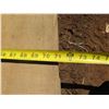 Image 7 : Norfolk Pine Tree Slice Cross Section Slab 71" x 15" x 2.5"