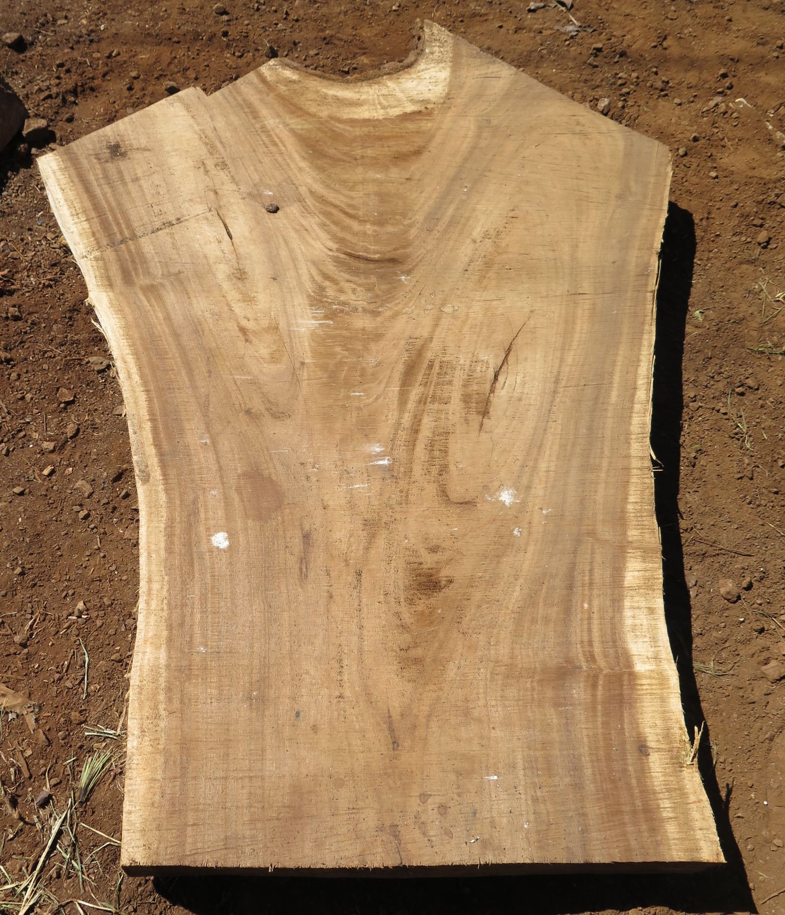 Tree Slab 9 In Monkey Pod Tree Slice Cross Section Slab 58