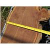 Image 10 : Milo Tree Slice Cross Section Slab 44" x 30" x 4"