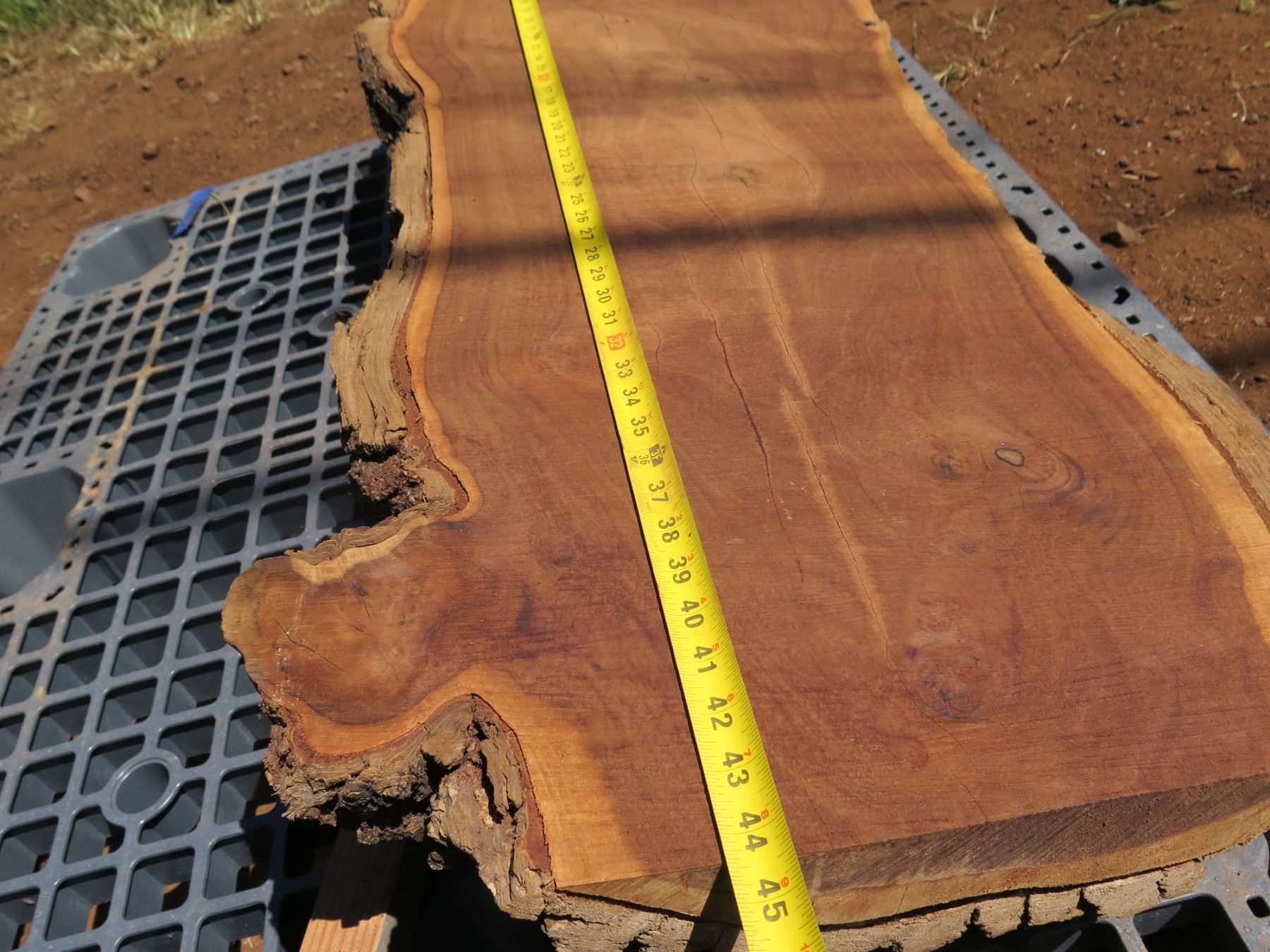 Tree Slab 9 In Milo Tree Slice Cross Section Slab 44