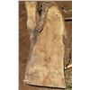 Image 1 : Mango Tree Slice Cross Section Slab 64" x 28" x 3"