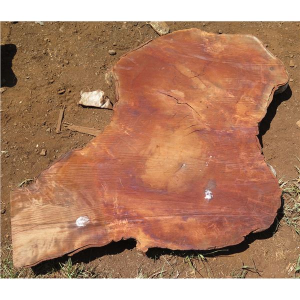 Lychee Tree Slice Cross Section Slab 36" x 36" x 3"