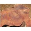 Image 3 : Lychee Tree Slice Cross Section Slab 38" x 34" x 3"