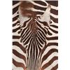 Image 3 : Taxidermy Trophy Zebra Hide Pelt Rug
