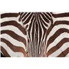 Image 4 : Taxidermy Trophy Zebra Hide Pelt Rug