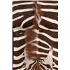 Image 5 : Taxidermy Trophy Zebra Hide Pelt Rug