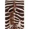 Image 6 : Taxidermy Trophy Zebra Hide Pelt Rug