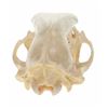 Image 10 : Montana Black Bear Professional Taxidermy Skull