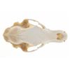 Image 11 : Montana Black Bear Professional Taxidermy Skull