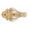 Image 12 : Montana Black Bear Professional Taxidermy Skull