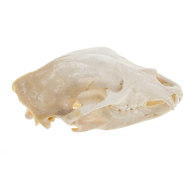 Montana Black Bear Professional Taxidermy Skull