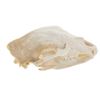 Image 1 : Montana Black Bear Professional Taxidermy Skull